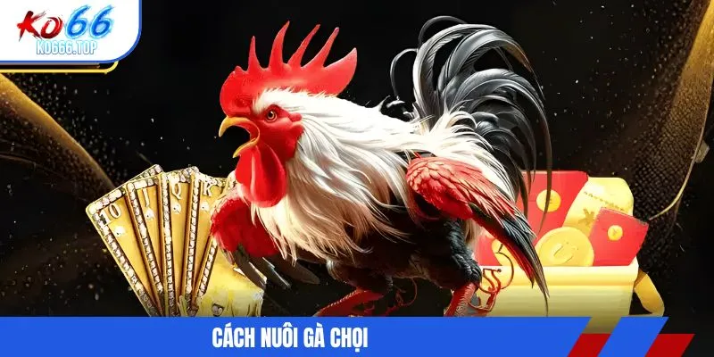 Cách nuôi gà chọi