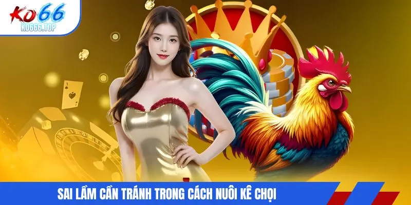 Sai lầm cần tránh trong cách nuôi kê chọi